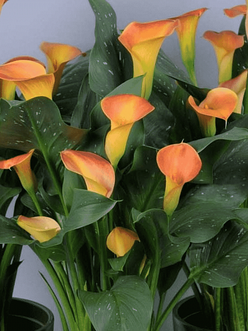 Калла Lady Marmalade