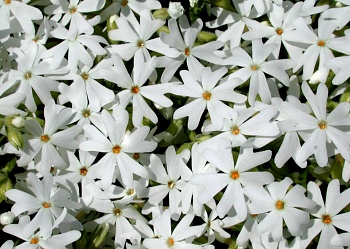 Флокс Шиловидный Snowflake