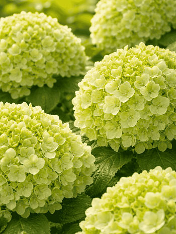 Гортензия метельчатая  Pandora