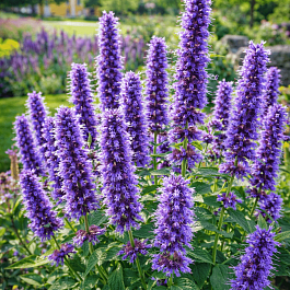 Агастахис  фенхелевый Little Andel