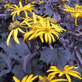 Бузульник гибридный Osiris Cafe Noir