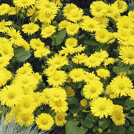 Дороникум восточный Leonardo Compact