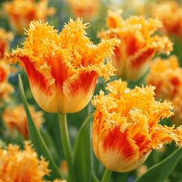 Тюльпан Joint Devision