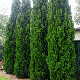 Можжевельник китайский Spartan