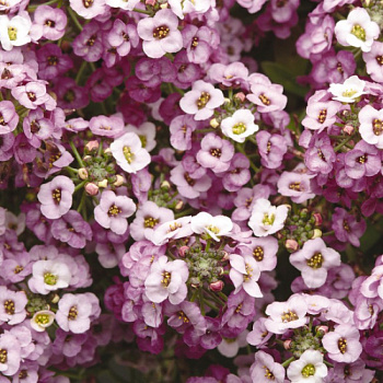 Алиссум Клеа Кристал Лавендер