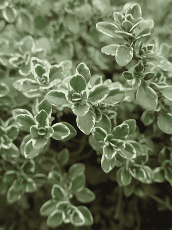 Тимьян лимоннопахнущий Variegated Leaves