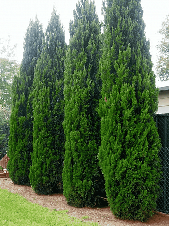 Можжевельник китайский Spartan