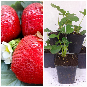 Земляника садовая Максим (Гигантелла Максим) НАБОР 5ШТ Земляника садовая Максим (Гигантелла Максим) НАБОР 5ШТ