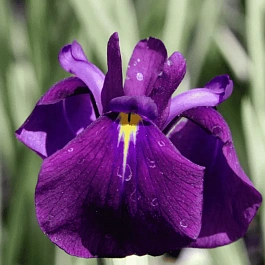 Ирис мечевидный Silver Band