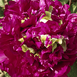 Пион Древовидный Fragrant Champion