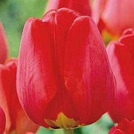 Тюльпан Дарвинов гибрид Апелдорн