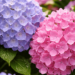 Гортензия крупнолистная Endless Summer The Original