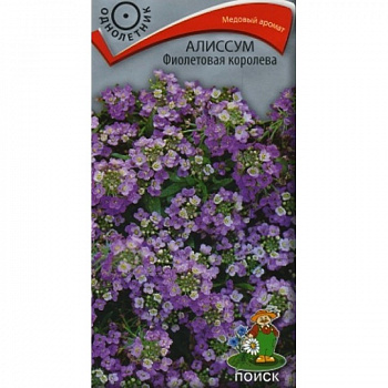 Алиссум Фиолетовая королева