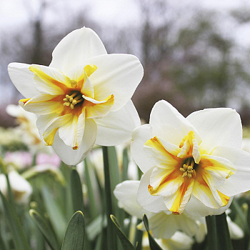 Нарцисс Бродвей Стар