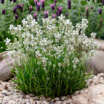 Лаванда узколистная Арктик Сноу