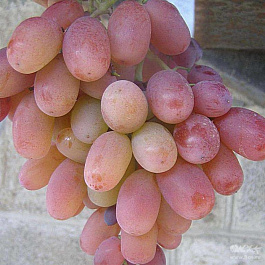 Виноград плодовый Щелкунчик