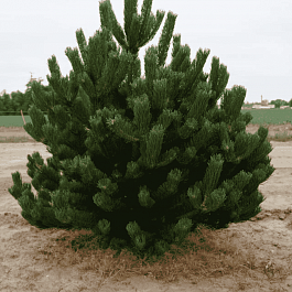 Сосна чёрная Oregon Green