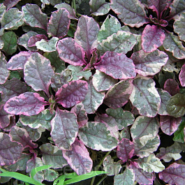 Живучка ползучая Бургунди Глоу