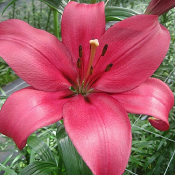 Лилия ла-гибрид Салпайс