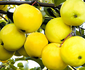 Яблоня Папироянтарное