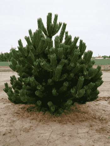 Сосна чёрная Oregon Green