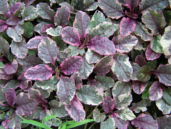 Живучка ползучая Бургунди Глоу