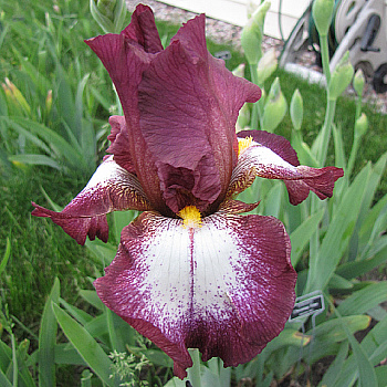 Ирис бородатый Кринолин Ирис бородатый Кринолин