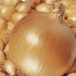 Лук-севок Геркулес
