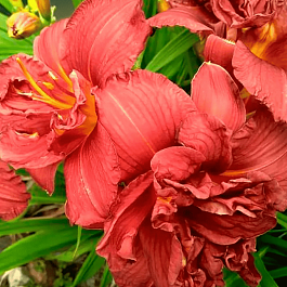 Лилейник Double Firecracker