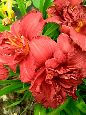 Лилейник Double Firecracker