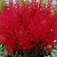 Астильба Арендса Red Charm