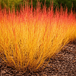 Дерен кроваво-красный Winter Beauty