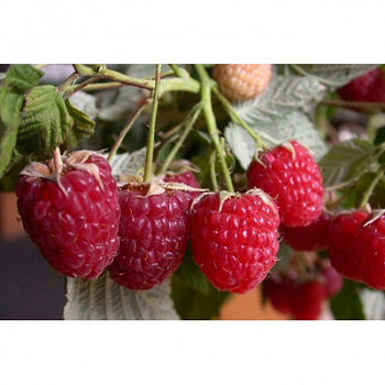 Малина Бархатная