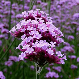 Вербена бонарская Финесс