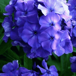 Флокс метельчатый Blue Boy