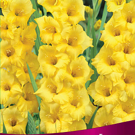 Гладиолус крупноцветковый Джэксонвилл Голд