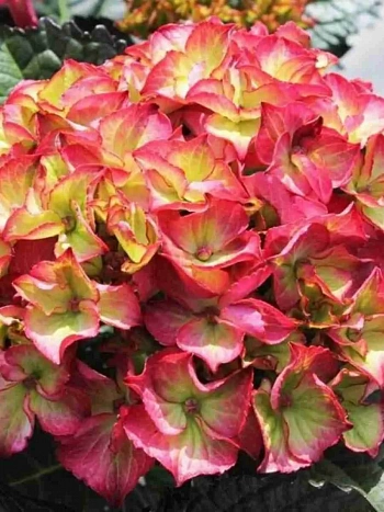 Гортензия крупнолистная Dark Angel