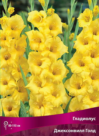 Гладиолус крупноцветковый Джэксонвилл Голд