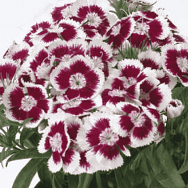 Гвоздика турецкая Red Picotee