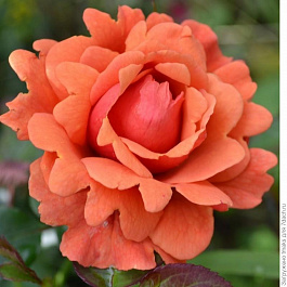 Роза Хакнесс флорибунда Эси Доэс Ит