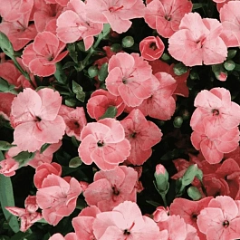 Гвоздика Peach Party