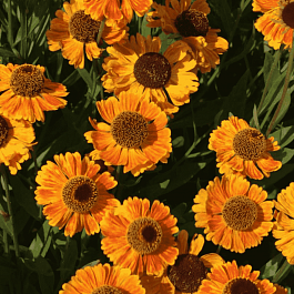 Гелениум UFO Carmen