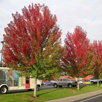 Клен красный Отумн Блейз