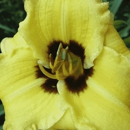 Лилейник Bumble Bee