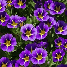 Калибрахоа Rave Blue Bicolor