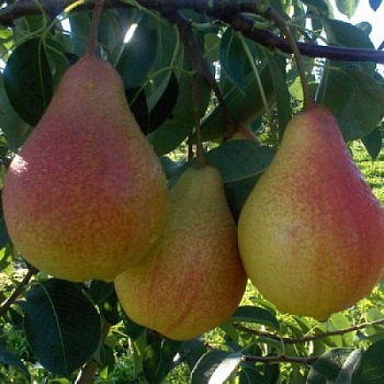 Груша плодовая Рапсодия