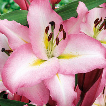 Лилия восточная Пикет