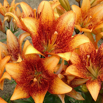 Лилия ЛА-гибрид Лонгвуд