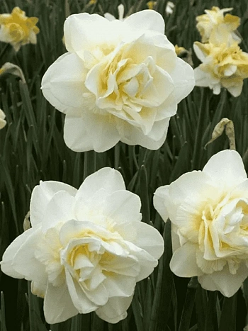 Нарцисс Obdam