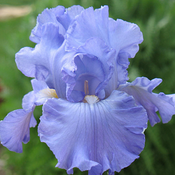 Ирис карликовый Blue